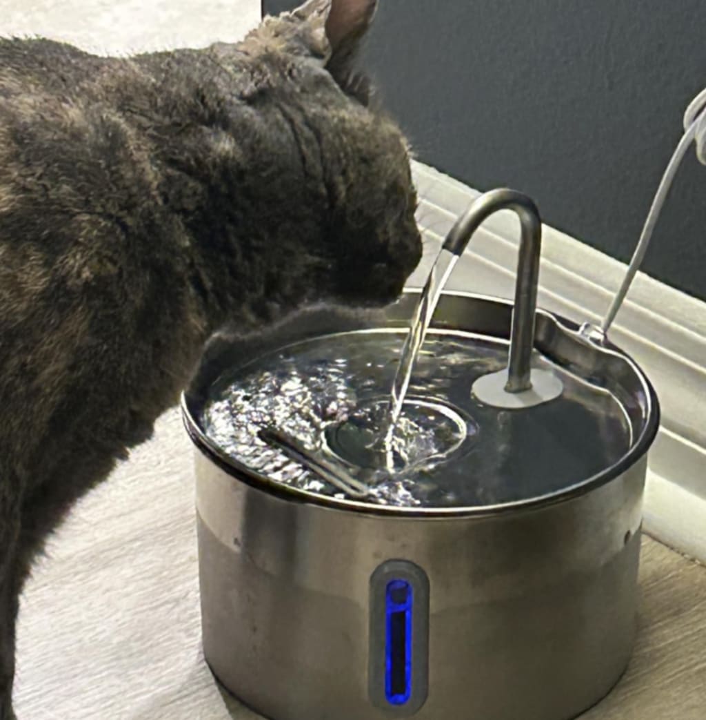 Nierenerkrankungen & Austrocknung vorbeugen mit PurrHydrate™